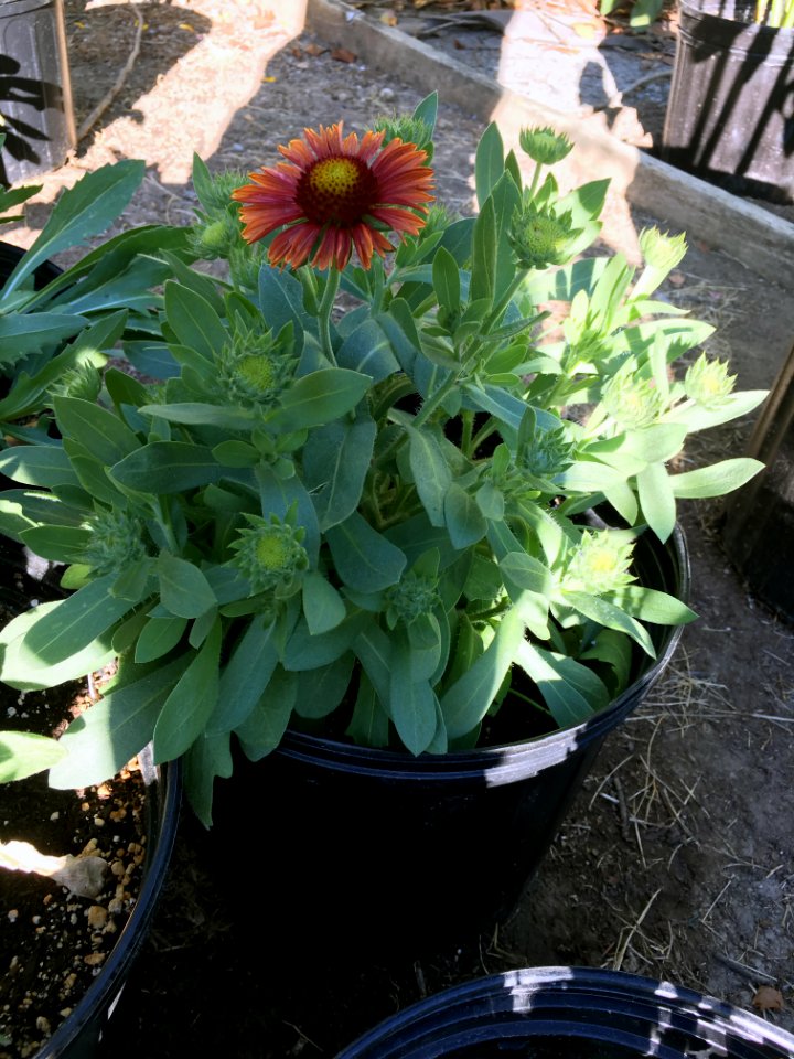 Gaillardia-arizona-red-shades-15