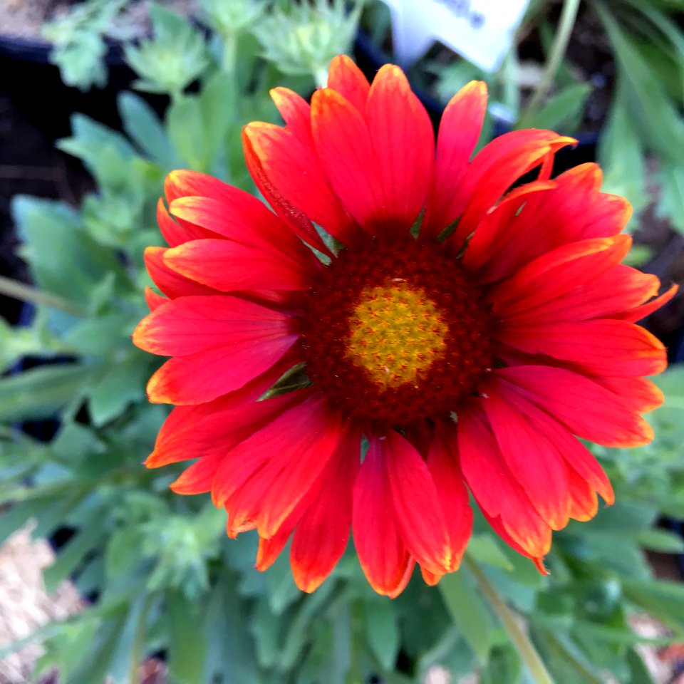Gaillardia-arizona-red-shades-3699