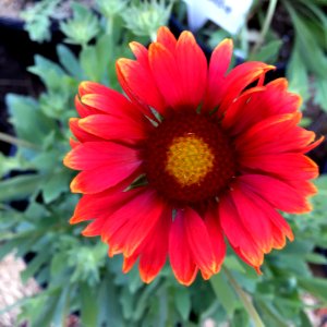 Gaillardia-arizona-red-shades-3699