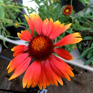 Gaillardia aristata public domain IMG 4978