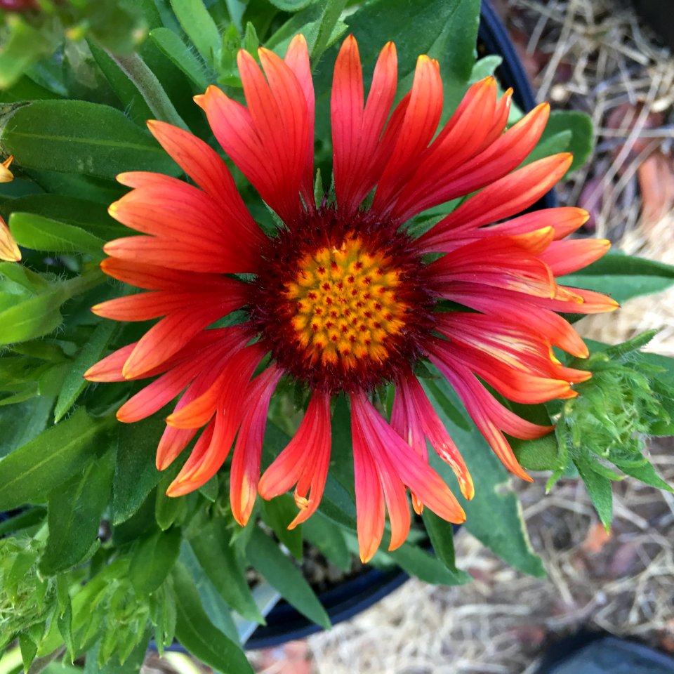 Gaillardia-arizona-red-shades-3717