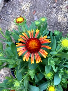 Gaillardia-arizona-red-shades-2726
