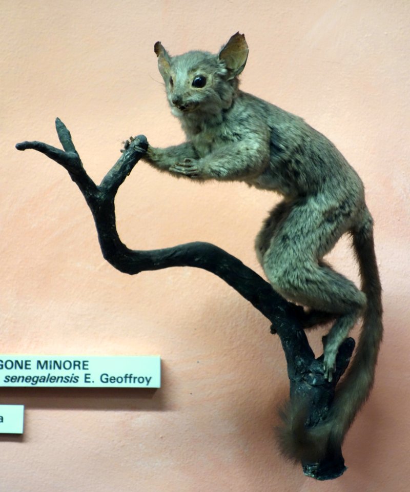 Galago senegalensis - Museo Civico di Storia Naturale Giacomo Doria - Genoa, Italy - DSC02525