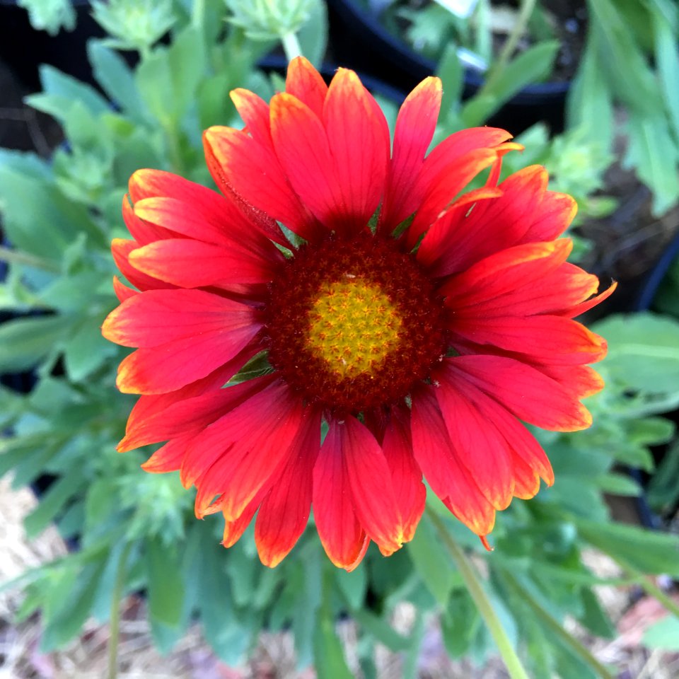 Gaillardia-arizona-red-shades-3700