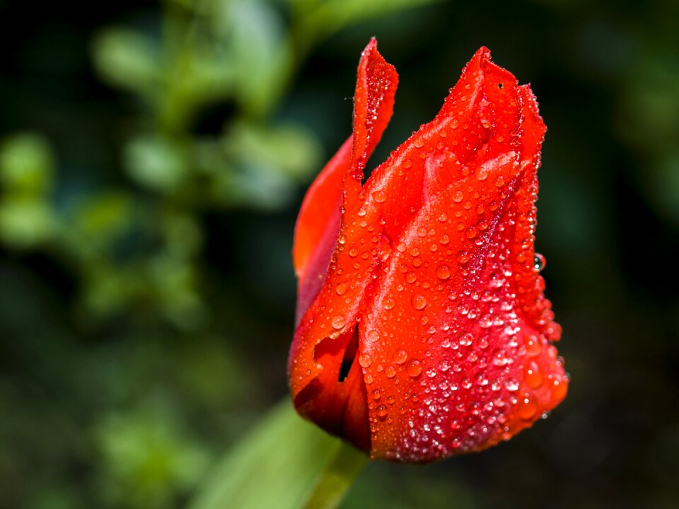 Bloom plant nature
