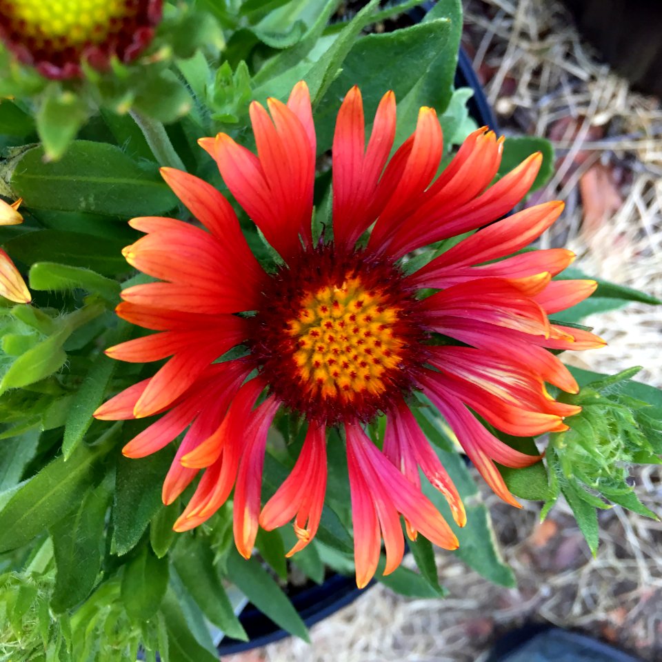 Gaillardia-arizona-red-shades-3716