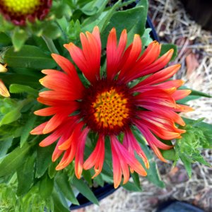 Gaillardia-arizona-red-shades-3716