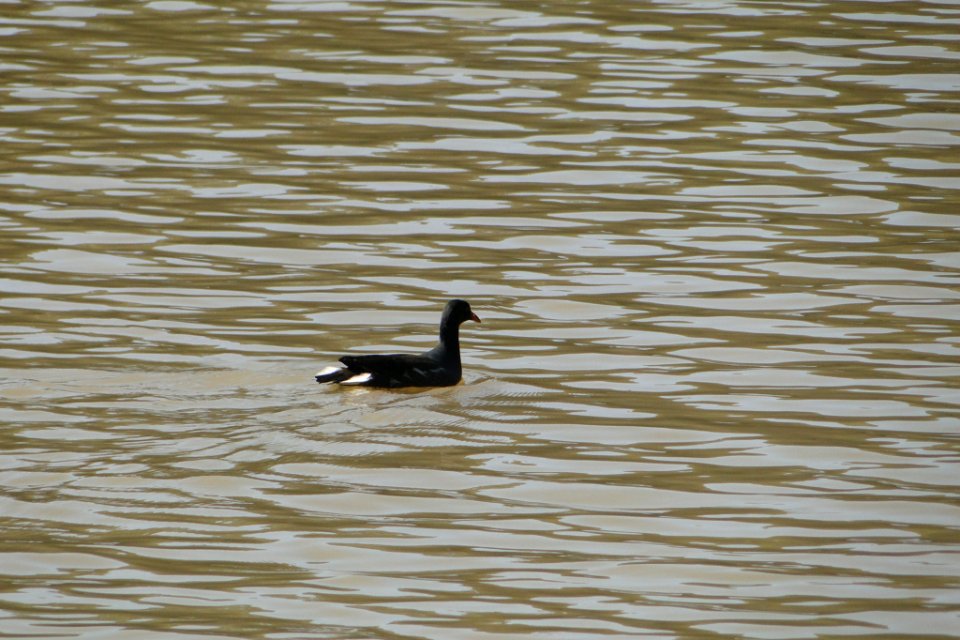 Gallinula galeata, Brazil (221658203)