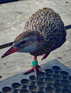 Gallirallus australis hectori 31439773