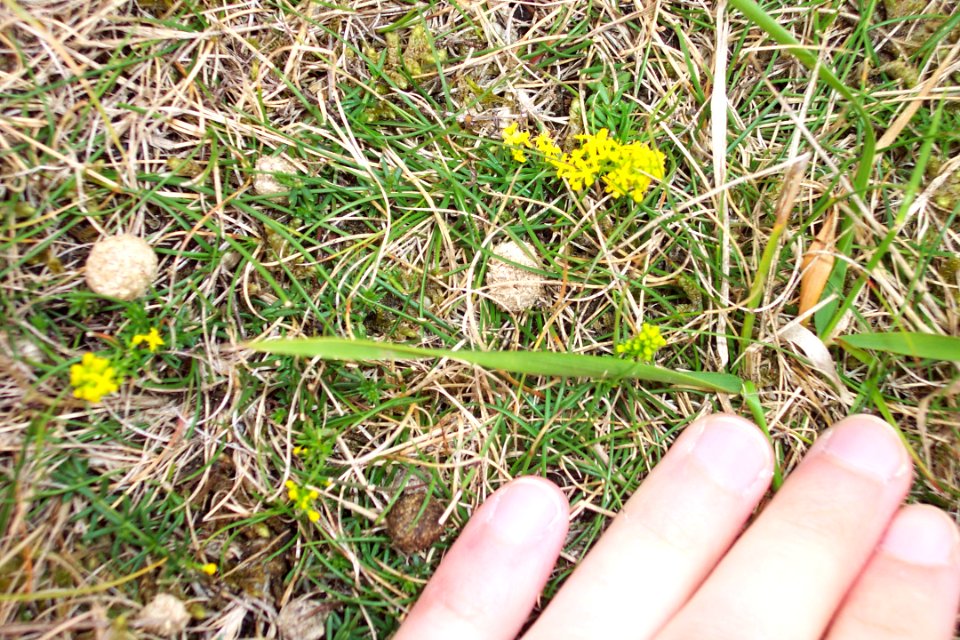 Gaillet jaune(0)aa