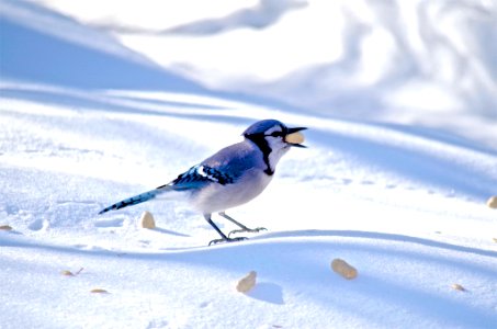 Gaie Bleu (152382233)