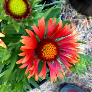 Gaillardia-arizona-red-shades-3714