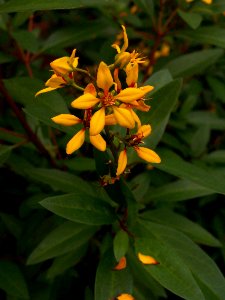 Galphimia gracilis, Phipps Conservatory, 2015-10-24, 02