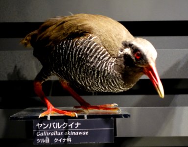 Gallirallus okinawae - National Museum of Nature and Science, Tokyo - DSC06805