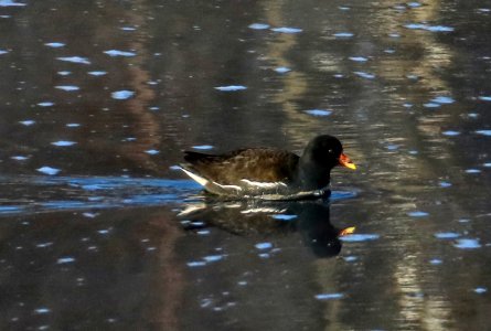 Gallinula chloropus Oulu Finland 2016-02-29
