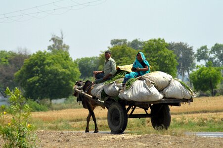 Bullock cart village india photo