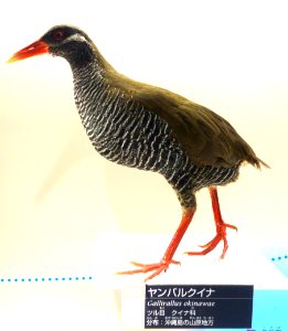 Gallirallus okinawae - National Museum of Nature and Science, Tokyo - DSC07075 photo
