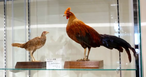 Gallus lafayettii - Food and Agriculture Museum - Setagaya, Tokyo, Japan - DSC09704