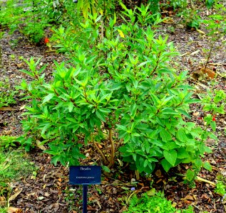 Galphimia glauca - Mounts Botanical Garden - Palm Beach County, Florida -DSC03757