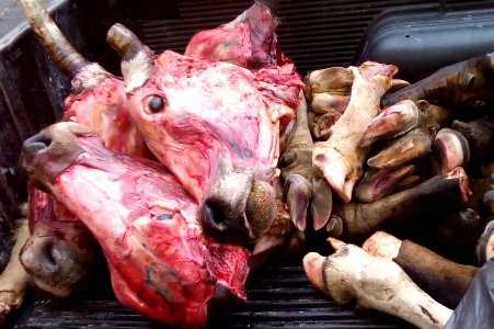 Ganado procesado en matadero o rastro municipal de Chiapa de Corzo