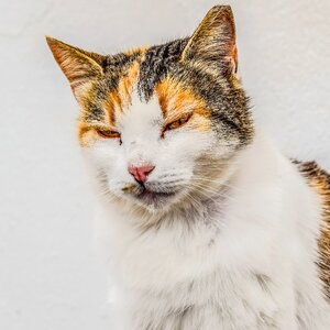 Animal eyes face
