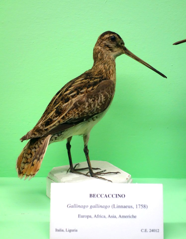 Gallinago gallinago - Museo Civico di Storia Naturale Giacomo Doria - Genoa, Italy - DSC03104