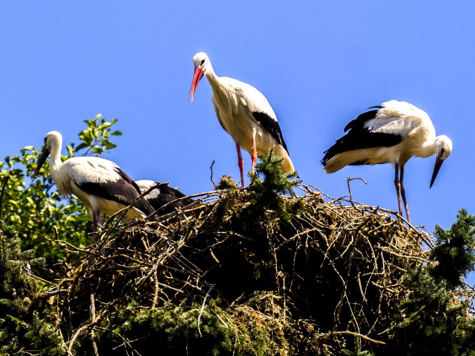 Bird nature animal photo