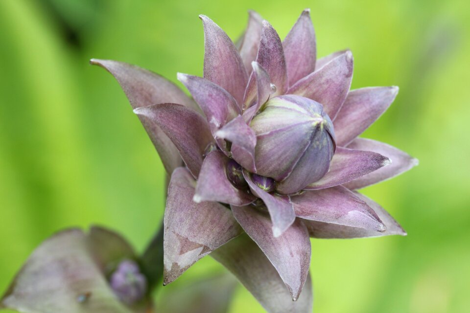 Woodland garden nature