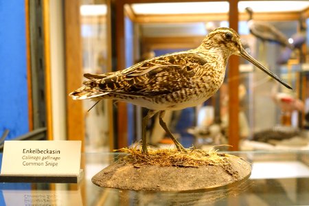 Gallinago gallinago - Swedish Museum of Natural History - Stockholm, Sweden - DSC00626