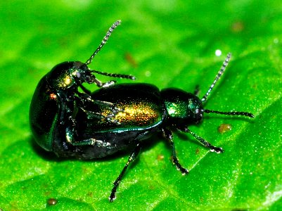 Gastrophysa-viridula-02-fws