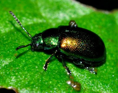 Gastrophysa-viridula-01-fws