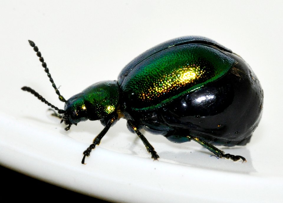 Gastrophysa-viridula-14-fws