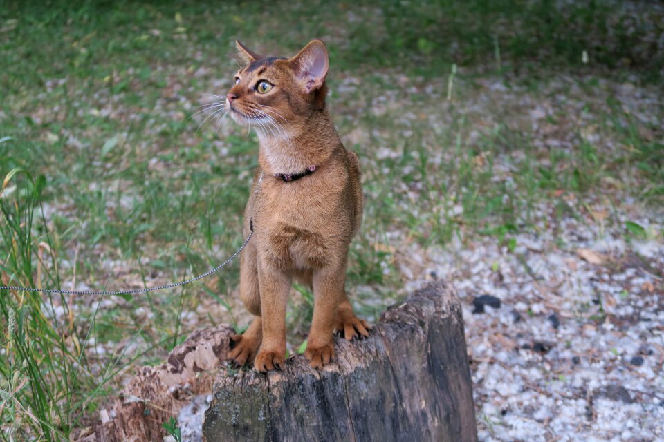 Abyssinians abissintsykotyata abyssinian