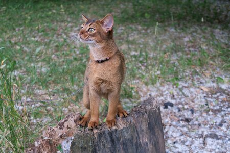 Abyssinians abissintsykotyata abyssinian