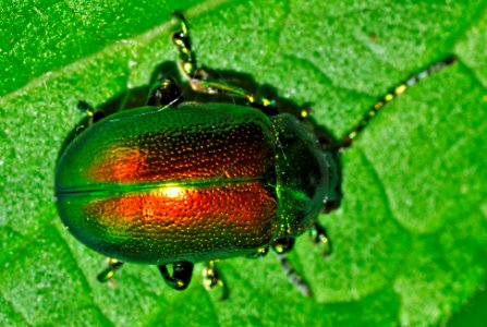 Gastrophysa-viridula-15-fws