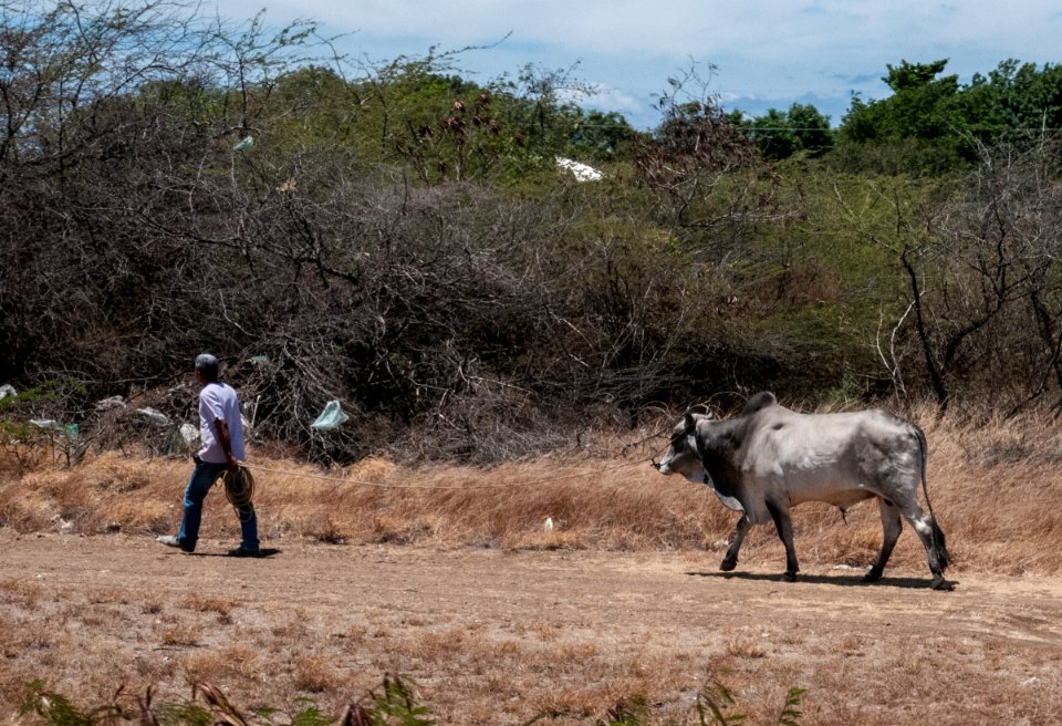 Ganadería de la Isla de Margarita