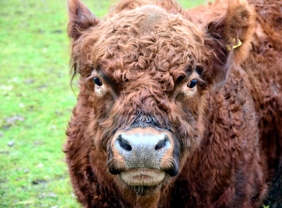 Galoway brown shaggy