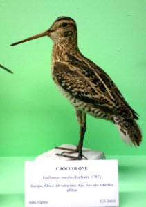 Gallinago media - Museo Civico di Storia Naturale Giacomo Doria - Genoa, Italy - DSC03103