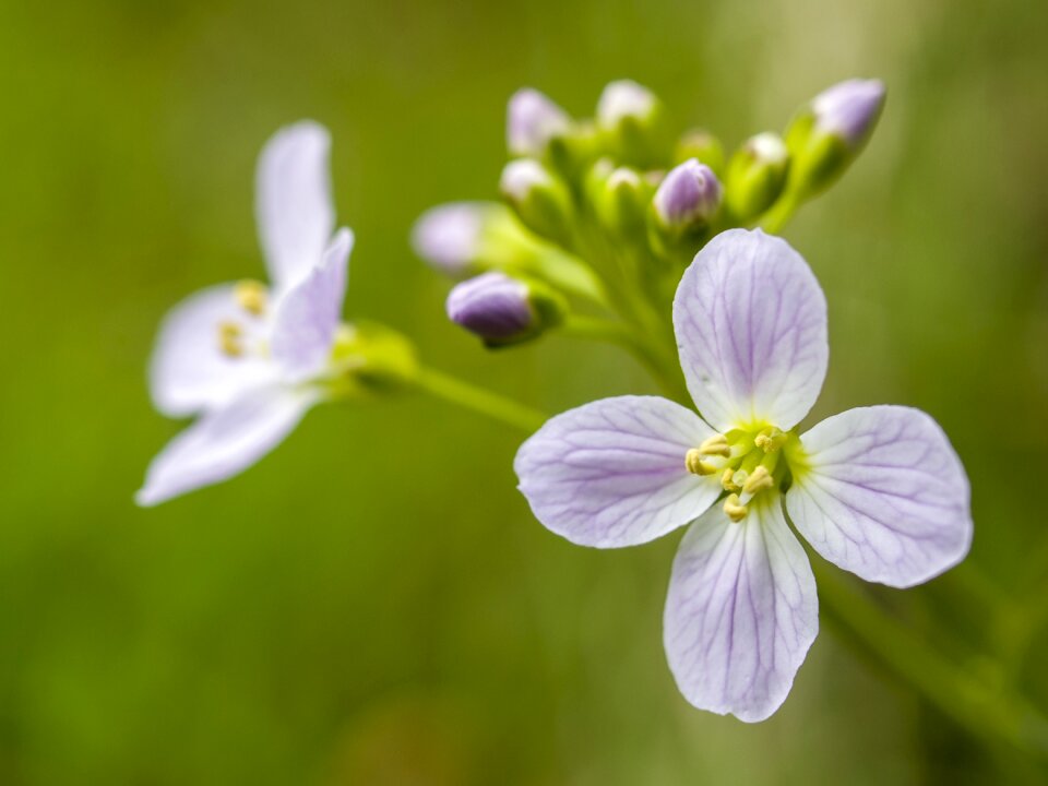Bloom plant nature