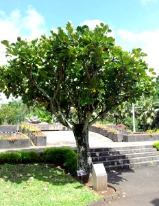 Gastonia mauritiana - Pamplemousses 3