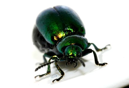 Gastrophysa-viridula-12-fws