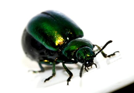 Gastrophysa-viridula-11-fws