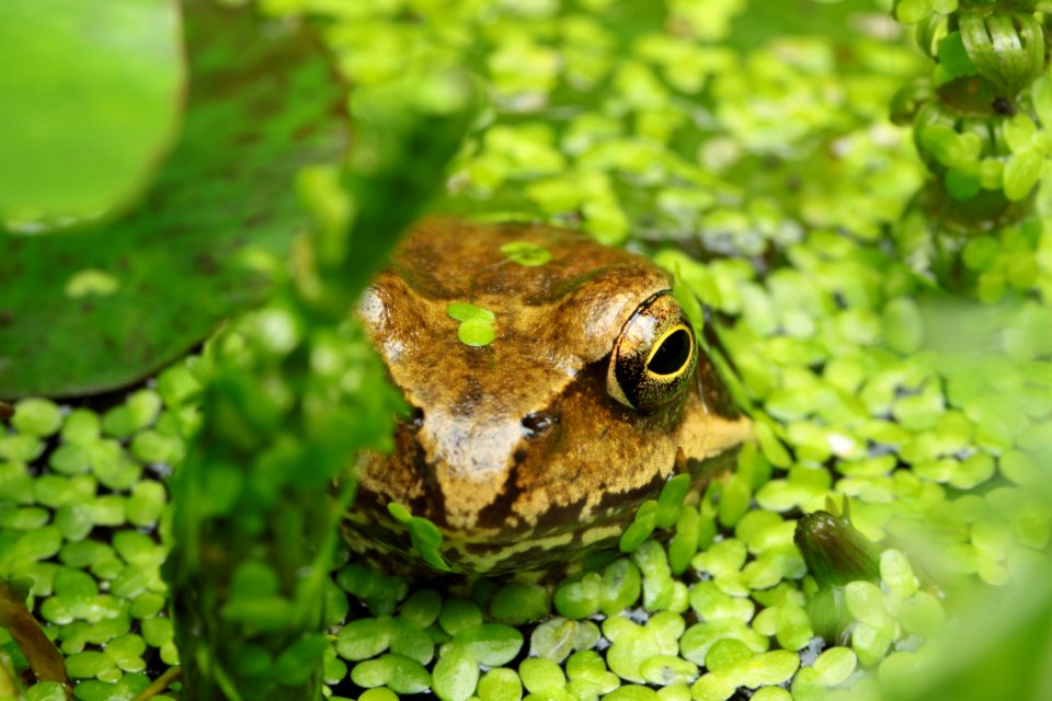 Gartentiere 2012-09-02-0381