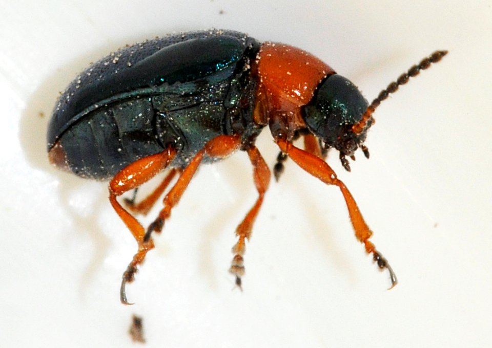 Gastrophysa-polygoni-02-fws