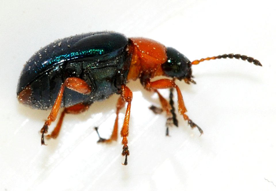 Gastrophysa-polygoni-03-fws