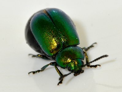 Gastrophysa-viridula-07-fws