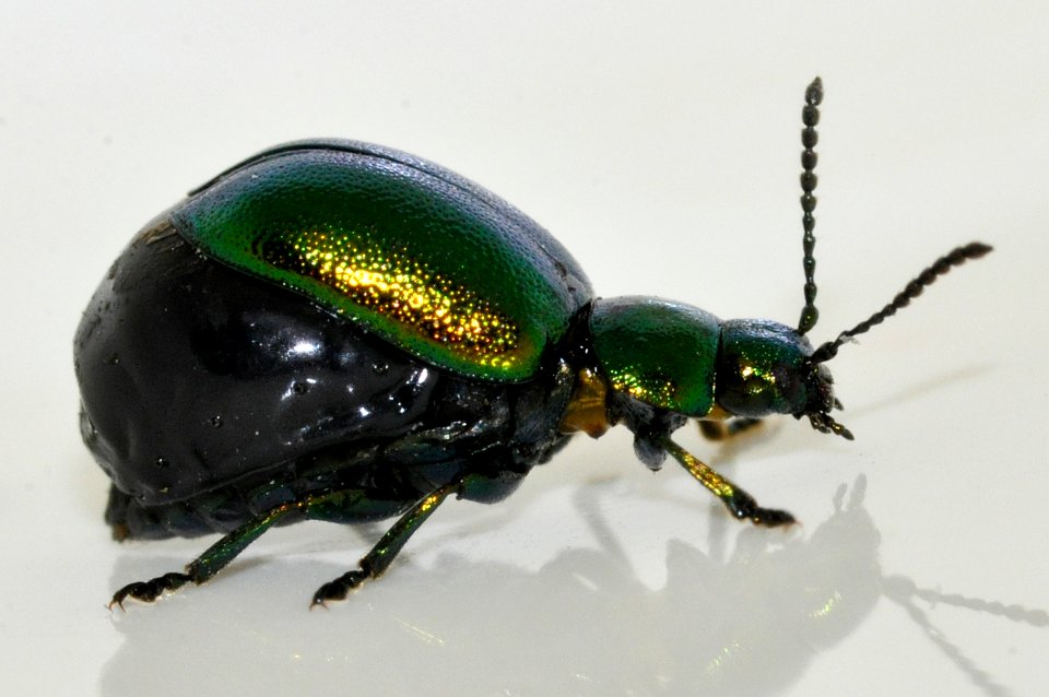 Gastrophysa-viridula-09-fws