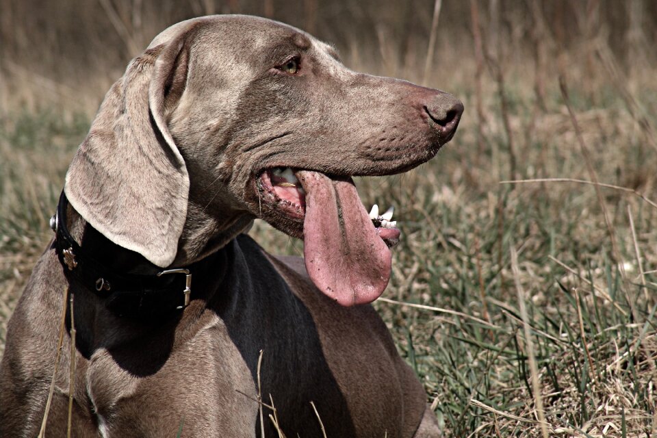 Hunting dog dog hunting