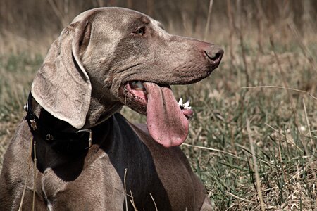 Hunting dog dog hunting