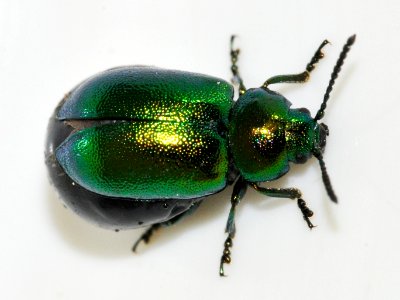 Gastrophysa-viridula-06-fws